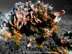 The Sponge by Eric Walker 